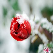 لوحات أبدعها سقوط الثلوج (صور)
