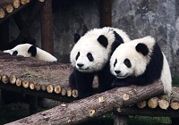 عشرة حيوانات باندا عملاقة خاصة بمعرض إكسبو العالمي تعرض في شانغهاي