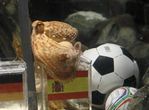 كأس العالم : أخطوبط عجيب ينجح للمرة السادسة في توقع نتائج مباراة كرة القدم (صور)
