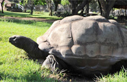 Черепаха, живущая более 300 лет, в зоопарке Хараре