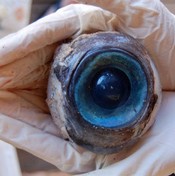مقلة عين ضخمة تكتشف في شاطئ ولاية فلوريدا الأمريكية (خاص)