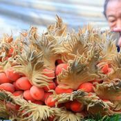 نخلة 'سيكاس ساغو' تزهر وتثمر في مقاطعة شاندونغ