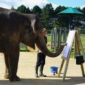 الفيل كاريشما يعرض مهاراته في الرسم (خاص)