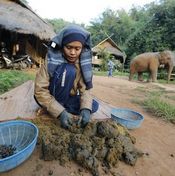 قهوة فضلات فيلة تايلاندية الأغلى في العالم 