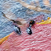 مجازر الصيادين اليابانيين في حق الدلافين 