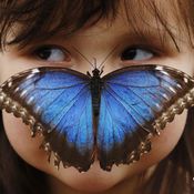 معرض الفراشات في لندن يجذب الأطفال 