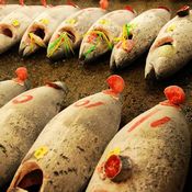 اليابان أكبر سوق لأسماك التونة في العالم 