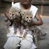 اليمن تكافح تجارة الحيوانات البرية غير القانونية 