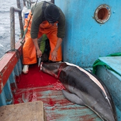 الصيادون في بيرو يقتلون الدلافين لصيد أسماك القرش