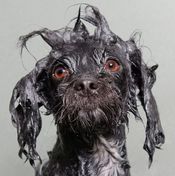 أمريكية تلتقط صورا لكلاب بعد الاستحمام 