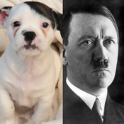 باتش كلب أمريكي يشبه هتلر 