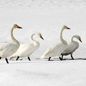 أسراب من طيور التم تهاجر إلى شرق الصين لقضاء الشتاء