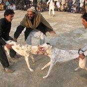 مصارعة كلاب في أفغانستان