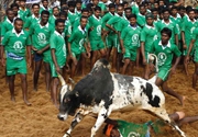 مهرجان البونغال التقليدي لترويض الثيران في الهند 