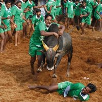 مهرجان البونغال التقليدي لترويض الثيران في الهند (خاص)