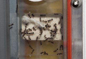 ناسا ترسل النمل للفضاء لبناء روبوتات أفضل 