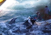 يابانيون يصيدون أكثر من 250 دلفيناً للحومها 