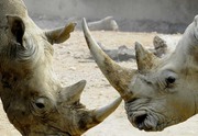 ألف حيوان وحيد قرن تُصطاد خلال العام الماضي في جنوب أفريقيا (خاص)