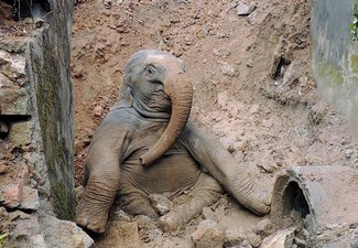 تعابير وجه فيل صغير بعد سقوطه في حفرة تثير شفقة مواطنين هنود 