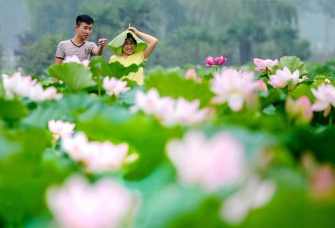 معرض زهور لوتس في محافظة جينهو بشرق الصين (خاص)
