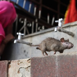 جنة الفئران- معبد 'كارني ماتا' في الهند (خاص)