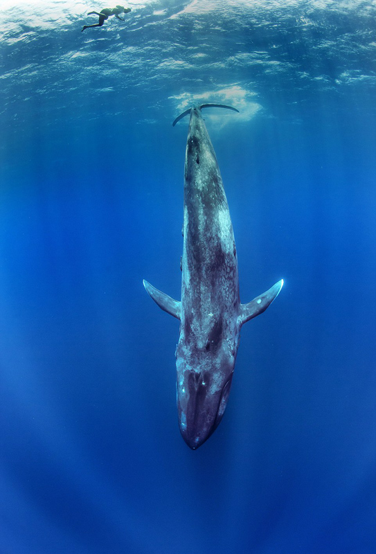 الازرق تويتر الحوت الحوت الأزرق..