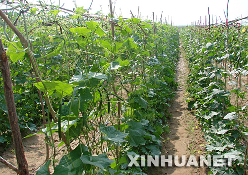 la culture du concombre