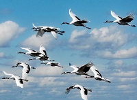 Des grues à crête rouge volent en toute liberté dans une réserve naturelle du nord-est de la Chine