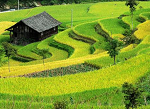 Bonne Récolte de paddy dans le Guizhou (sud-ouest)