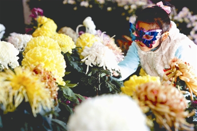 Plus de 500 espèces de chrysanthèmes s'épanouissent au parc Beihai