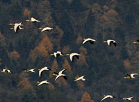Lac Napa : « paradis » des oiseaux migrateurs en hiver
