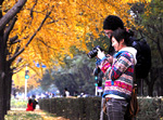 La meilleure saison pour admirer les paysages pittoresques des ginkgos de Beijing