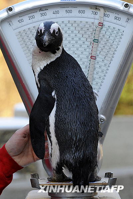 Examens médicaux pour animaux