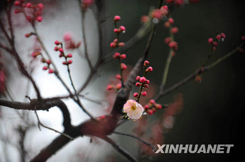 Sud de la Chine : le printemps arrive !