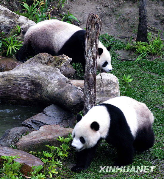 Taiwan: Les pandas Tuan Tuan et Yuan Yuan fêtent la St-Valentin à l'air libre 