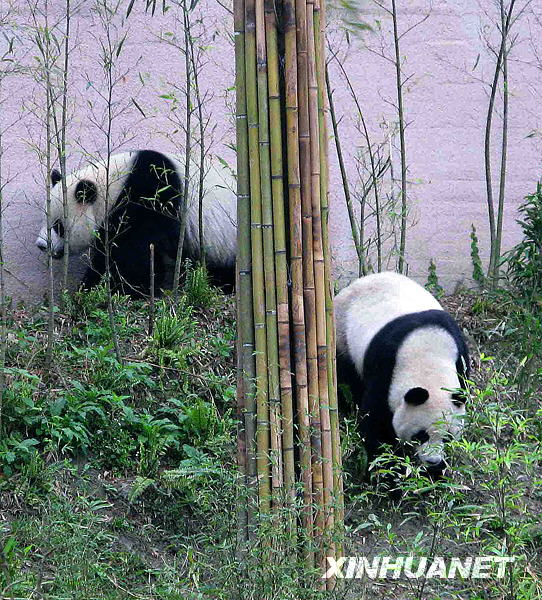 Taiwan: Les pandas Tuan Tuan et Yuan Yuan fêtent la St-Valentin à l'air libre 