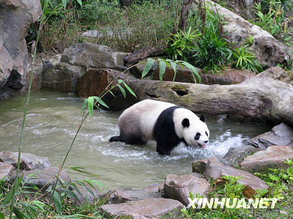 Taiwan: Les pandas Tuan Tuan et Yuan Yuan fêtent la St-Valentin à l'air libre 