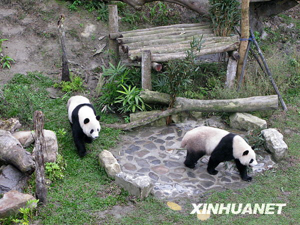 Taiwan: Les pandas Tuan Tuan et Yuan Yuan fêtent la St-Valentin à l'air libre 