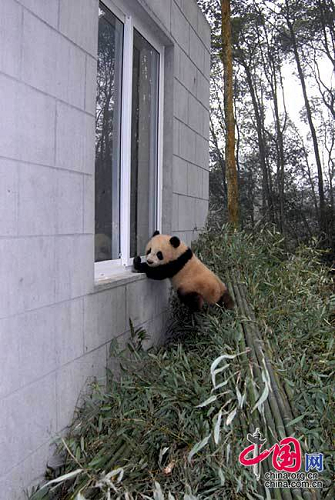 Sichuan : 13 petits pandas nés après le séisme du 12 mai déménagent au jardin d'enfants