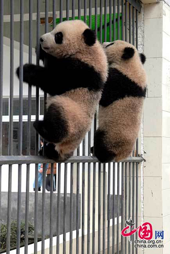 Sichuan : 13 petits pandas nés après le séisme du 12 mai déménagent au jardin d'enfants