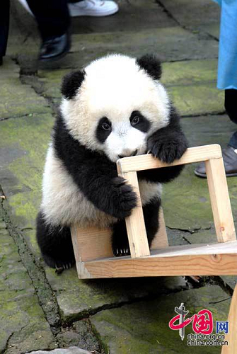 Sichuan : 13 petits pandas nés après le séisme du 12 mai déménagent au jardin d'enfants