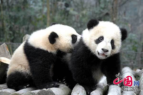 Sichuan : 13 petits pandas nés après le séisme du 12 mai déménagent au jardin d'enfants