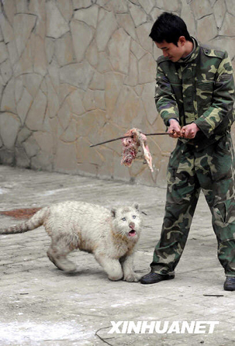 Sud-ouest de la Chine : un tigre argenté, une espèce très rare, est né à Guiyang et est en bonne santé