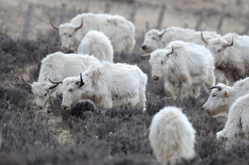 La population de yacks blancs, une espèce rare vivant sur le plateau Qinghai-Tibet, dépasse les 40 000
