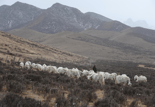 La population de yacks blancs, une espèce rare vivant sur le plateau Qinghai-Tibet, dépasse les 40 000