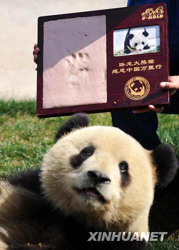 Collecte d'empreintes des pandas géants de Wolong pour témoigner leur gratitude à la société