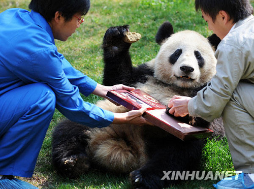 Collecte d'empreintes des pandas géants de Wolong pour témoigner leur gratitude à la société