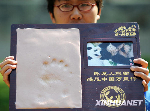 Collecte d'empreintes des pandas géants de Wolong pour témoigner leur gratitude à la société