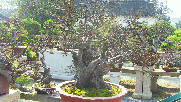 Le jardin Zhuozheng de Suzhou, jardin classique représentatif de la Chine4