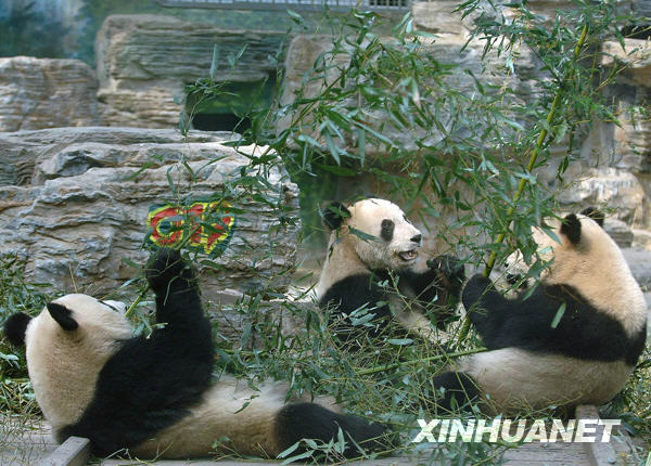 Les huit « pandas olympiques » du zoo de Beijing retourneront dans leur région natale3
